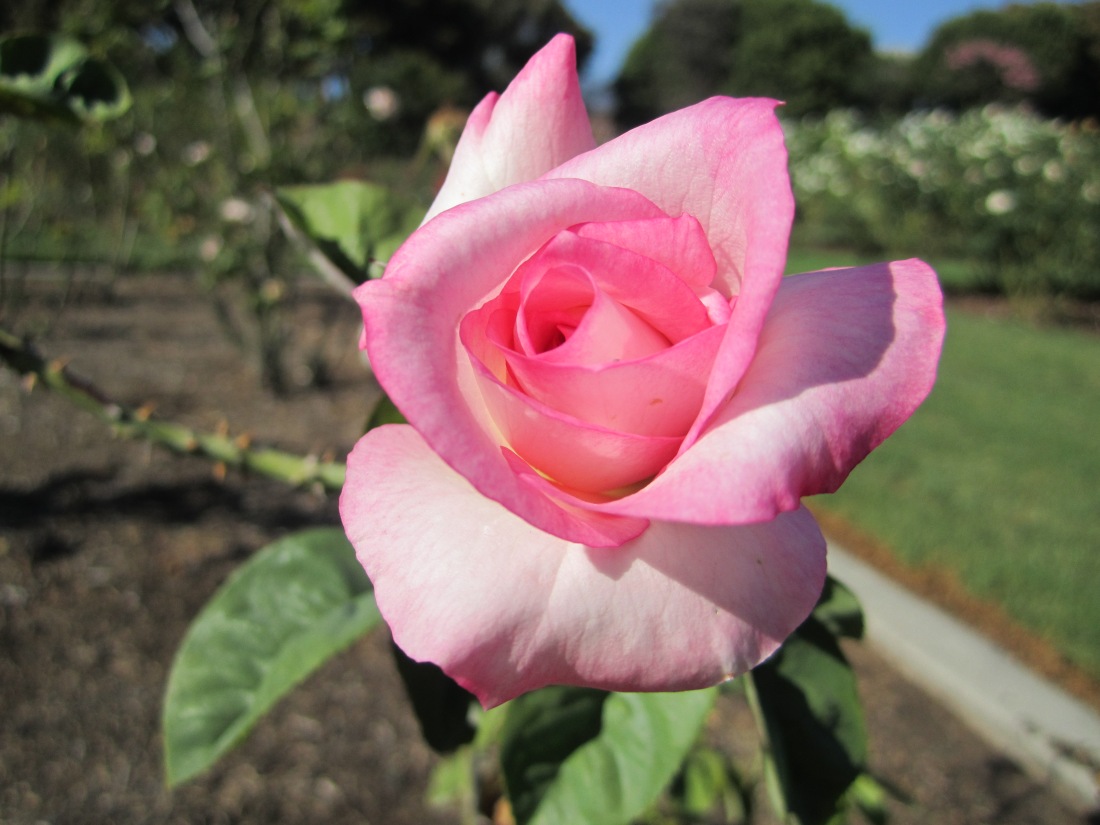 Rose in Rose garden